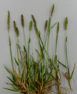 6. Sweet Vernal-grass