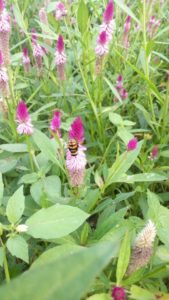 Celosia argentea in my mother’s farm